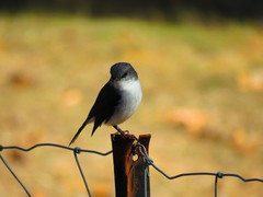 Eopsaltria georgiana