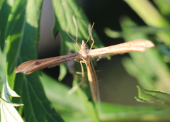 Stenoptilia