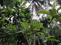 Alstonia scholaris