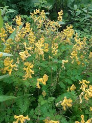 Corydalis speciosa