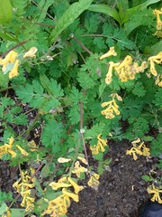 Corydalis speciosa