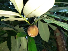 Diospyros blancoi