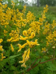 Corydalis speciosa