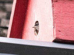 Tachycineta thalassina