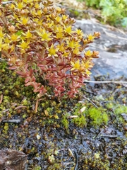 Sedum annuum