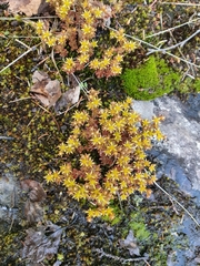 Sedum annuum