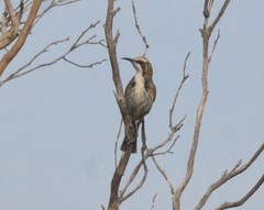 Gliciphila melanops