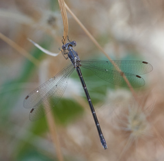 Lestes stultus
