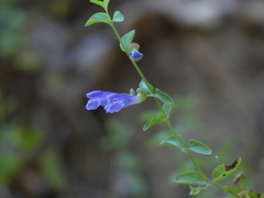 Scutellaria antirrhinoides