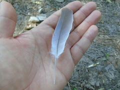 Streptopelia decaocto