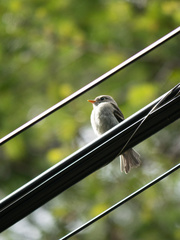 Empidonax difficilis