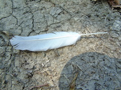 Streptopelia decaocto