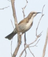 Gliciphila melanops