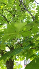 Aesculus hippocastanum