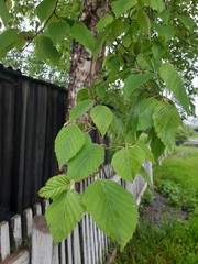 Betula lanata