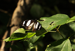 Amauris ochlea ochlea