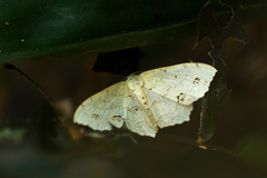 Scopula sanguinisecta