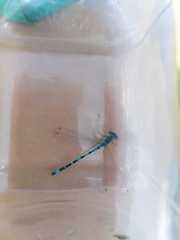 Coenagrion ornatum