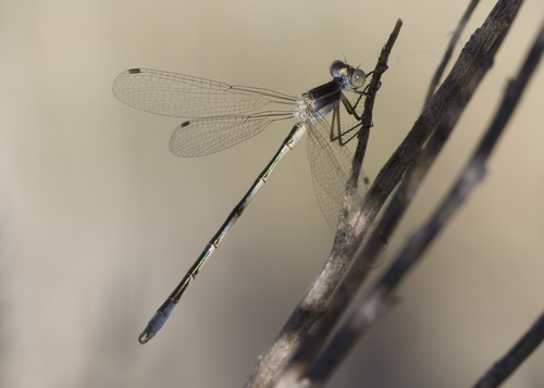 Lyre-tipped Spreadwing photo 4