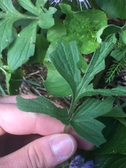 Hydrophylloideae
