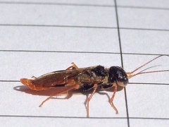 Pamphiliidae