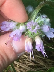 Hydrophylloideae