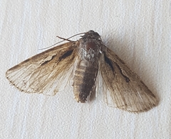 Dichagyris signifera