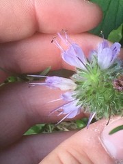 Hydrophylloideae
