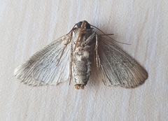 Dichagyris signifera