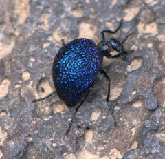 Cysteodemus wislizeni