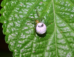 Bijoaraneus mitificus