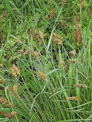 Carex leiorhyncha