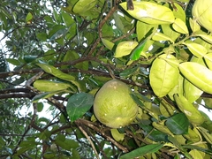 Citrus maxima