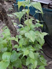 Nyctanthes arbor-tristis