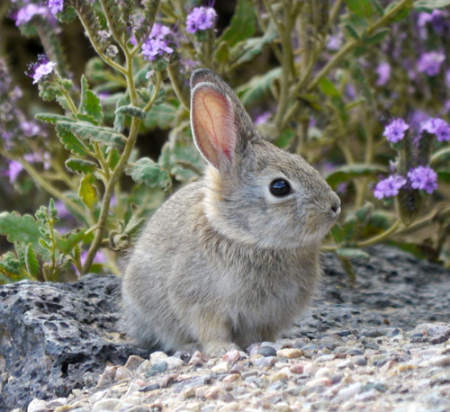Desert Cottontail, photo 6 of 9