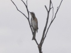 Gliciphila melanops