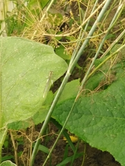 Platycnemis pennipes