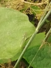 Platycnemis pennipes