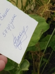 Platycnemis pennipes