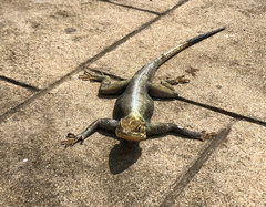 Agama picticauda