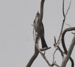 Gliciphila melanops