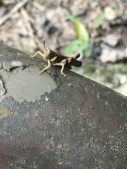 Apalacris varicornis
