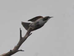 Gliciphila melanops