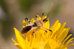 Rhynocoris ventralis