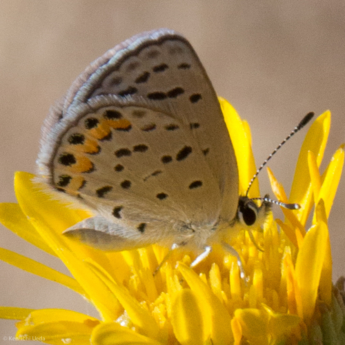 Acmon Blue photo 3