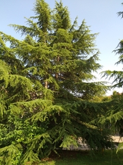 Cedrus deodara