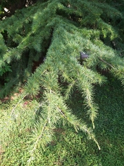 Cedrus deodara