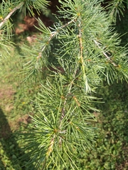 Cedrus deodara