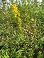 Solidago virgaurea