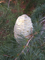 Cedrus deodara